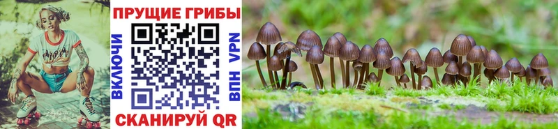 закладка  Шумерля  гидра ССЫЛКА  Псилоцибиновые грибы мицелий 
